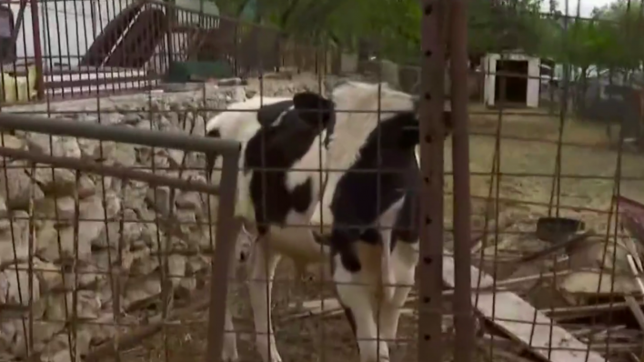 Butkovićeva krava Milova ustvari je junac i nema markice na ušima