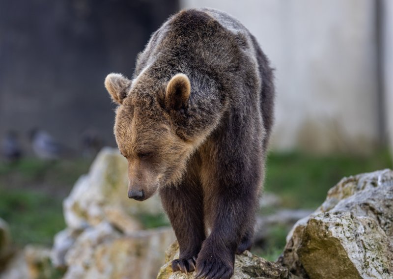 Još jedan napad medvjeda u Slovačkoj, gurnuo čovjeka niz padinu
