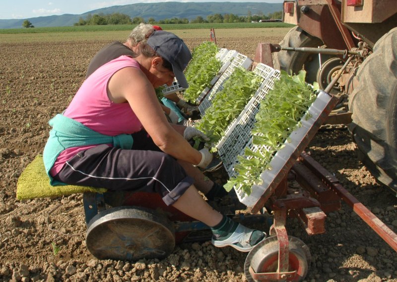 Ova biljka jamči siguran otkup i visoku cijenu: Počela je njena sadnja