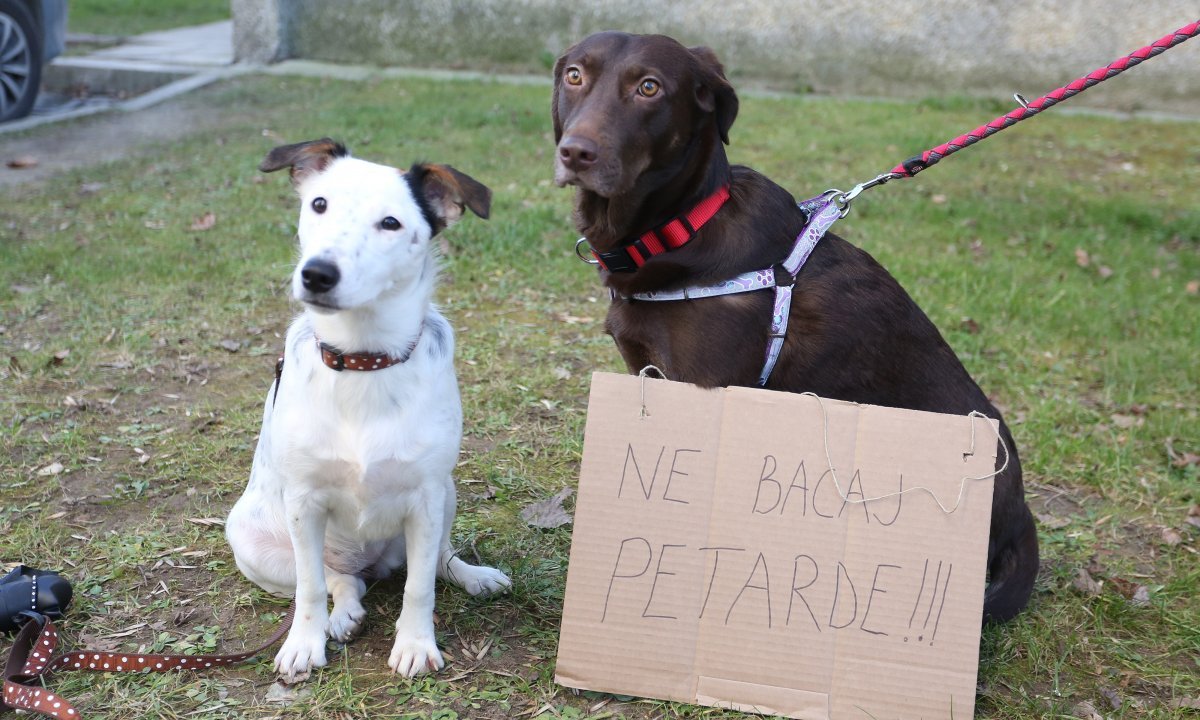 koliko unaprijed psima treba bordetella