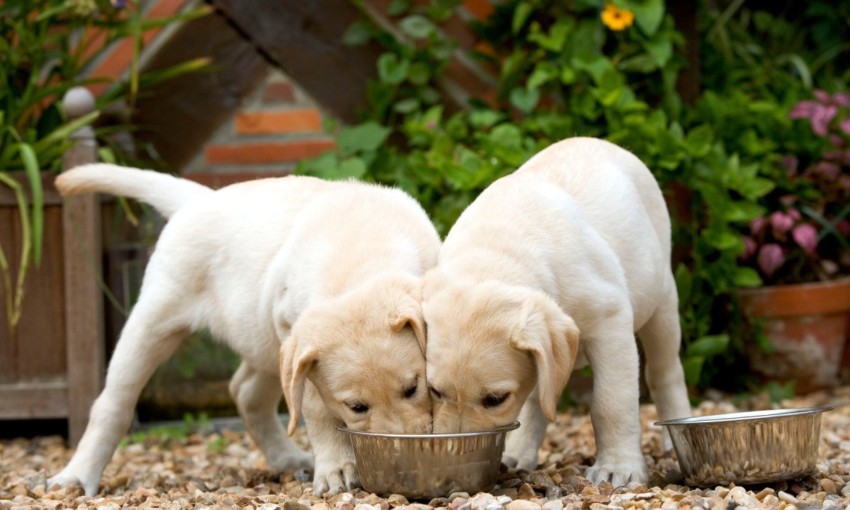 mogu li labrador retriveri biti agresivni