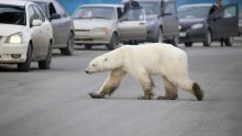 [FOTO] Polarna medvjedica iznenadila stanovnike najsjevernijeg grada na svijetu