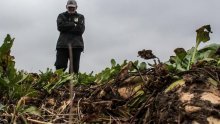 Farmeri na koljenima, mraz u Francuskoj izazvao nikad prije zabilježene štete na šećernoj repi