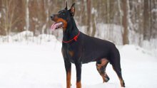 Evo zašto bi doberman mogao biti dobar za vas