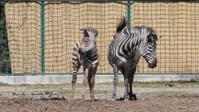 [FOTO/VIDEO] Zoološki vrt grada Zagreba pozvao građane da pronađu ime novoj zebrici