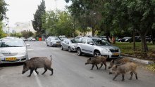 Divljač na ulicama gradova u doba koronavirusa podsjeća nas na vrlo važnu stvar koju olako zaboravljamo