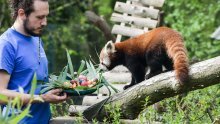 [FOTO/VIDEO] Divlje životinje u Zoološkom vrtu grada Zagreba omastile brk pisanicama