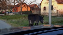 Neobičan sudar; zabio se u magarca koji je istrčao iz kanala; životinja se oporavlja u staji