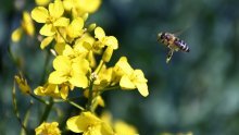 EU želi prepoloviti uporabu pesticida do 2030. godine