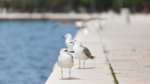 Čak 67 posto hrvatskih iznajmljivača nije prodalo nijedno noćenje