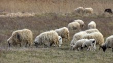 Lažni veterinari u Lovincu uzeli ženi novac od prodaje janjadi