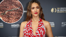 Panično pobjegla u trenutku snimanja: Jessica Alba imala je neugodan susret sa zmijom koji je umalo završio kobno