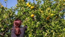 Traži radnike za berbu mandarina, dnevnica 90 kuna?! 'Ma nema ništa, Hrvati ne žele raditi, samo se žale'