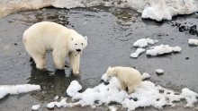 Ove zime se očekuje manje polarnih medvjeda u arktičkim selima