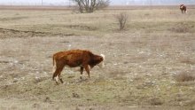 Tko je farmer koji ubire poticaje dok mu krave umiru od gladi?