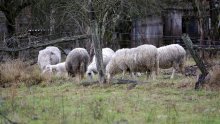 Hrvatska poljoprivredna komora nudi pomoć poljoprivrednicima na potresom pogođenim područjima