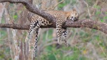 [FOTO] Lijeni leopard savršeno opisuje kako se osjećamo poslije dobrog ručka