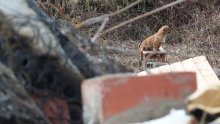 Prijatelji životinja: Srce boli kada vidite ostavljene pse zavezane u ruševinama da uginu u mukama, a neki drugi psi spašavaju ljude iz ruševina