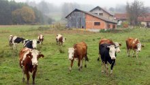 Hoće li stočarstvo na Baniji preživjeti posljedice potresa? Stručnjak upozorava da ni uz državnu potporu stvari ne izgledaju najbolje