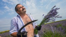 [FOTO] Nebo je presudilo berbi koja je mirisala na rekordnu; još u petak se slavonskim poljima lavande orila pjesma, a sad su na rubu suza: 'Cijela godina rada nestala je u četiri dana'