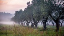 Podbacio urod maslina u Istri, čini se kako nas čekaju paprene cijene ulja