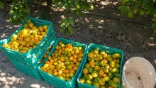 Objavljene upute epidemiolga za berbu mandarina