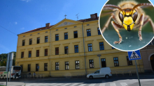 [FOTO] Stršljeni napali i izboli učenike i nastavnike, a žena iz HGSS-a zaradila čak 10 uboda, zadržana je u bolnici