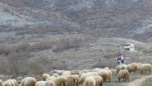 Stočari s krša će zatražiti reviziju odluka o ekstenzivnom uzgoju, upozoravaju da Hrvatske šume na krškim pašnjacima sade borove