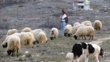 Stočari s krša u najtežim uvjetima zovu Plenkovića da ih zaštiti od 'uske interesne grupe', spominju i Tolušića