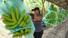 Pobuna uzgajivača u Ekvadoru: Cijena banana ne pokriva troškove uzgoja