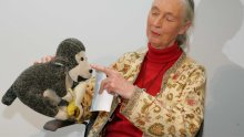 Jane Goodall