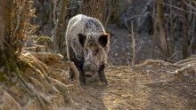 Grad Zagreb objavio upute kako se ponašati u kontaktu s divljim svinjama. Šef lovaca objasnio zašto ih se toliko nakotilo i gdje ih je najviše