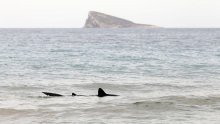 U New Yorku pojačan nadzor plaža nakon nekoliko napada morskih pasa