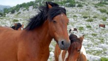 Turisti po mraku kucali na vrata HGSS-a noseći malo dijete koje je udario konj