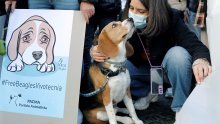 Četiri tisuće beagleova na kojima su se trebali vršiti pokusi s lijekovima u SAD-u traže nove domove