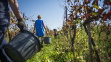 U Slavoniji traje grozničava potraga za sezonskim radnicima na berbama. Provjerili smo koliko se da zaraditi i zašto bi stvar mogli spasiti umirovljenici