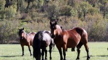 Dvojica nasilnika ubila bređu kobilu i iščupala joj ždrijebe