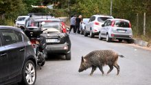 Drama u BiH: Divlja svinja trčala po magistrali i udarala u automobile