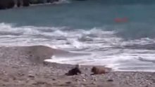 Herojski psić spasio bebu na plaži