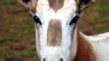 Prijatelji životinja tuže zagrebački ZOO