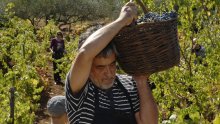 President grape harvesting with foreign ambassadors