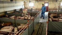 Veterinarska inspekcija: Zbog afričke svinjske kuge eutanizirano 147 svinja