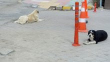 Restoran s Petrove gore: 'Ljudi kod nas ostavljaju pse. Mi nismo sklonište'