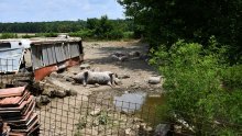 Predložene strože mjere radi sprječavanja prodora svinjske kuge