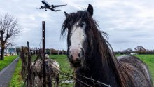 Kaos na letu New York - Liège: Konj pobjegao iz kaveza, avion izbacio gorivo