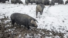 Meso crne slavonske svinje dobilo europsku oznaku zaštite izvornosti