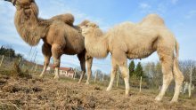 Prijatelji životinja obrušili se na gradonačelnika Đurđevca zbog deva