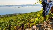 Laskava američka preporuka za sedam hrvatskih vina