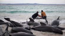 Stručnjaci žure spasiti više od 100 nasukanih kitova na obali Australije