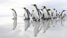 Tisuće carskih pingvina uginule zbog sve bržeg topljenja leda